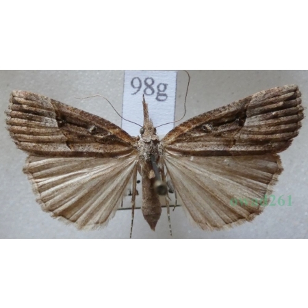 Hypena rostralis (Linnaeus, 1758) Rozszczepka nosatka Slovakia98g